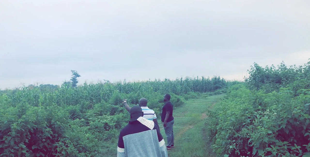 Site inspection: three people walking a plot along a cleared path through farmland